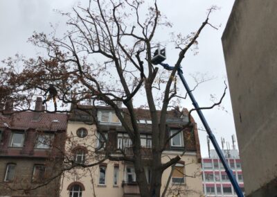 Baumschnitt Nürnberg: Verkehrssicherungsschnitt eines Ahorns nach Sturmschaden